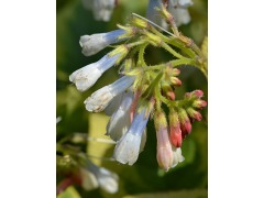 Symphytum grandiflorum 