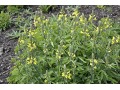 Thermopsis lanceolata - vlčinec