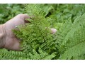 Polystichum setiferum 