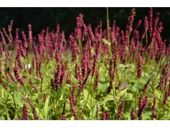 Persicaria amplexicaulis 