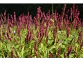 Persicaria amplexicaulis 