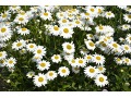 Leucanthemum x superbum 