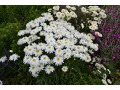 Leucanthemum x superbum 