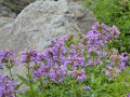 Penstemon serrulatus - dračík