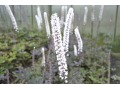Actaea ( Cimicifuga ) simplex 