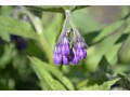 Symphytum officinale - kostival lékařský