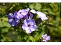 Phlox paniculata 
