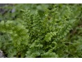 Dryopteris affinis 