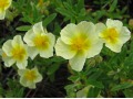 Helianthemum 