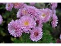 Chrysanthemum ( Dendranthema ) x indicum 
