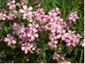 Gypsophila repens 