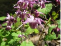 Epimedium grandiflorum  