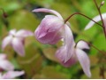 Epimedium x youngianum  