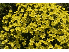 Linum flavum 