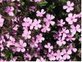 Saponaria occymoides - mydlice bazalkovitá