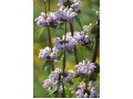Phlomis tuberosa - sápa hlíznatá