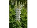 Lupinus polyphyllus 