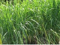 Miscanthus sinensis 