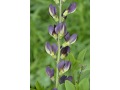 Baptisia x variicolor 