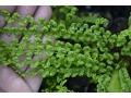 Athyrium filix - femina 