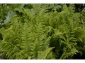 Athyrium filix - femina - papratka samičí