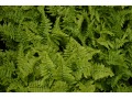 Dryopteris filix-mas 