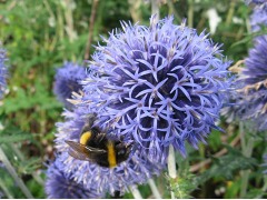 Echinops ritro - bělotrn modrý značka zahradnictví