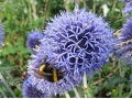 Echinops ritro - bělotrn modrý