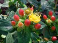 Hypericum androsaemum - třezalka bobulovitá, tutsan
