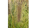 Pennisetum alopecuroides 