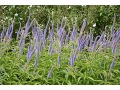 Veronicastrum virginicum 