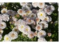 Chrysanthemum ( Dendranthema ) 