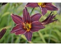 Hemerocallis 