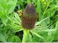 Rudbeckia occidentalis 