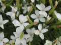 Dianthus deltoides 