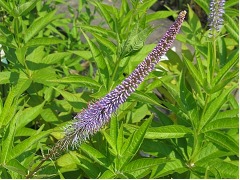 Veronicastrum virginicum 