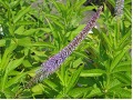 Veronicastrum virginicum 