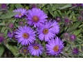 Aster novae - angliae 