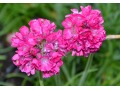 Armeria maritima 