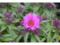 Aster novae - angliae 