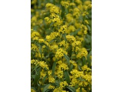 Solidago caesia - zlatobýl modravý značka NH. - zahradnictví