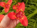 Tigridia pavonia 