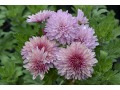 Chrysanthemum ( Dendranthema ) 