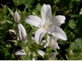 Campanula poscharskyana 