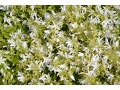 Campanula poscharskyana 