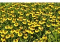 Helenium 