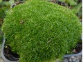 Sagina subulata  