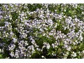 Thymus vulgaris 
