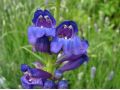 Penstemon strictus - dračík