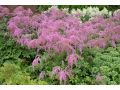 Astilbe thunbergii 